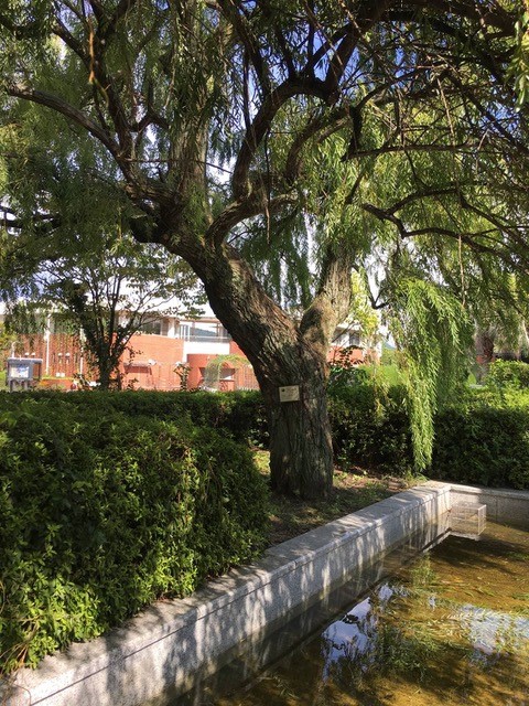 The WILLOW (YANAGI)