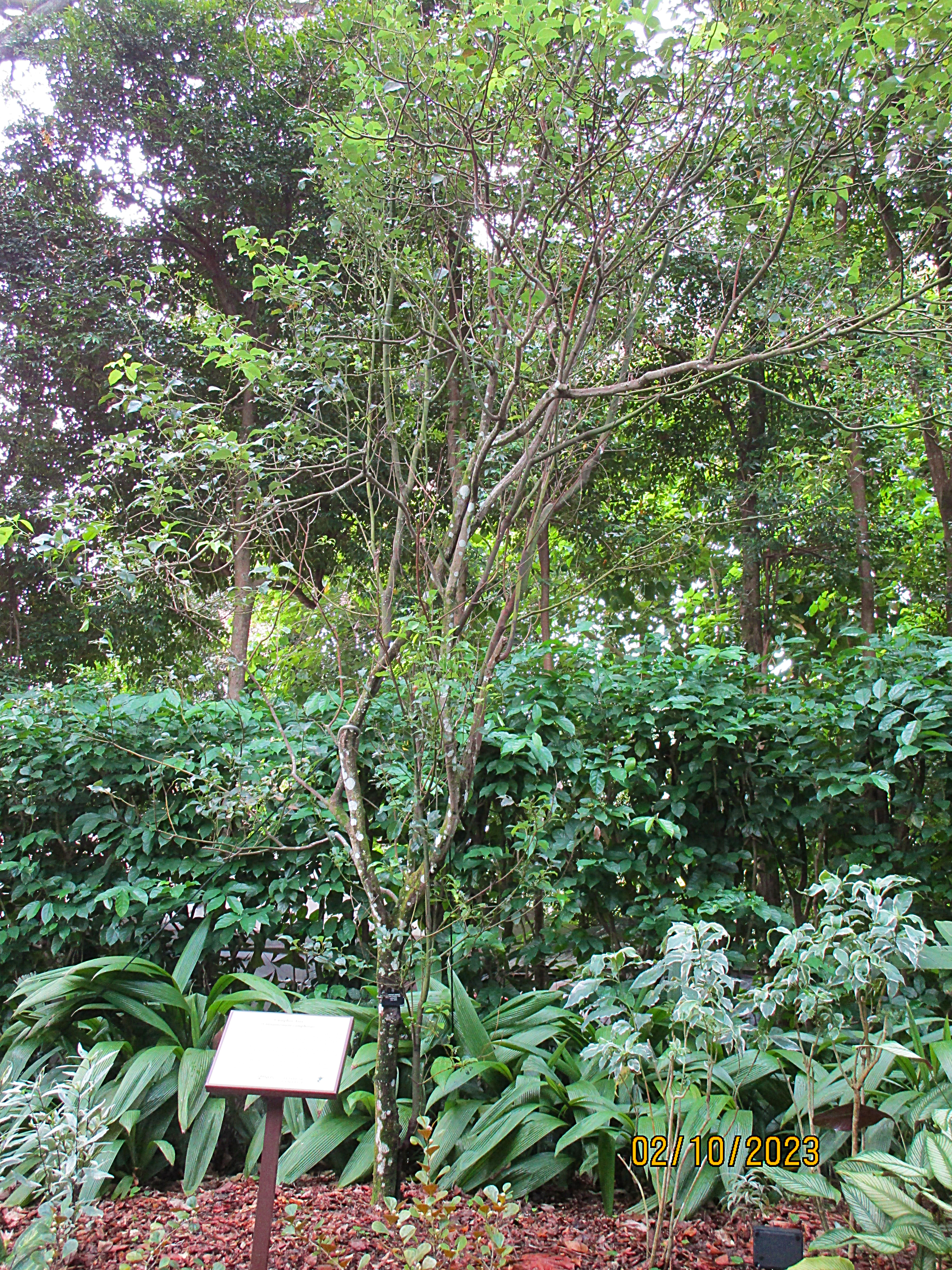 National University of Singapore Tembusu College and Singapore Botanical Garden